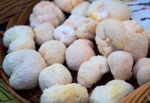 Lion’s mane a jak tuto superpotravinu používat Váš průvodce výhodami houby lví hříva a jak tuto superpotravinu používat