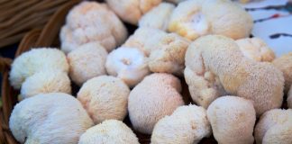 Lion’s mane a jak tuto superpotravinu používat Váš průvodce výhodami houby lví hříva a jak tuto superpotravinu používat