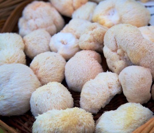 Lion’s mane a jak tuto superpotravinu používat Váš průvodce výhodami houby lví hříva a jak tuto superpotravinu používat