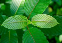 Je kombinace Kratomu a Nikotinu bezpečná?