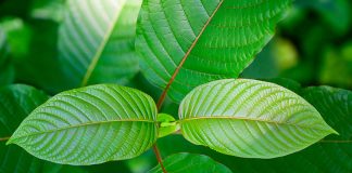 Je kombinace Kratomu a Nikotinu bezpečná?