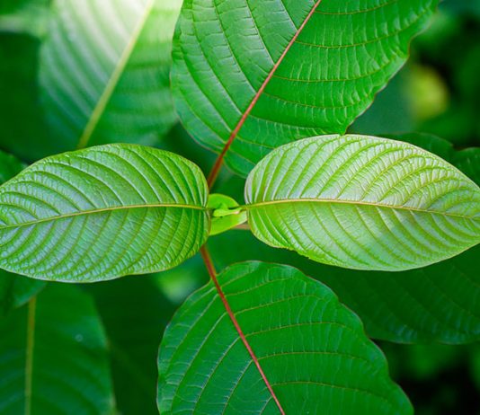 Je kombinace Kratomu a Nikotinu bezpečná?