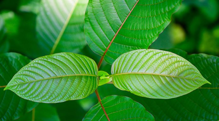 Je kombinace Kratomu a Nikotinu bezpečná?