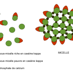 Kasein