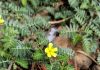 Tribulus terrestris