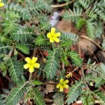 Tribulus terrestris