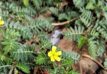 Tribulus terrestris