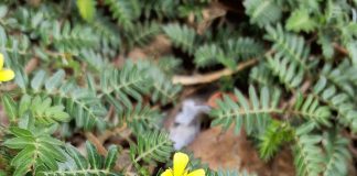 Tribulus terrestris