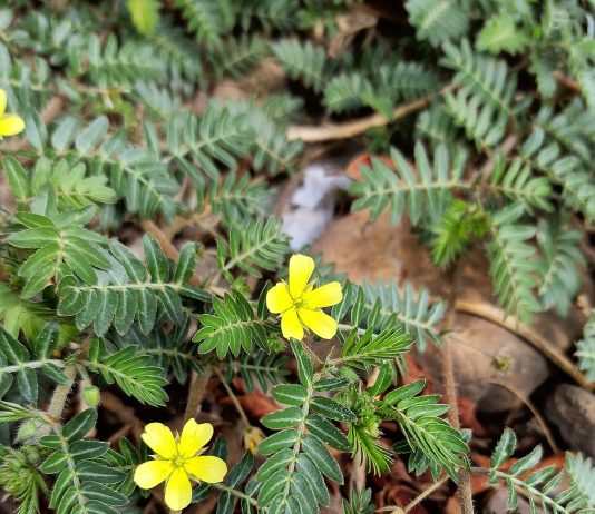 Tribulus terrestris