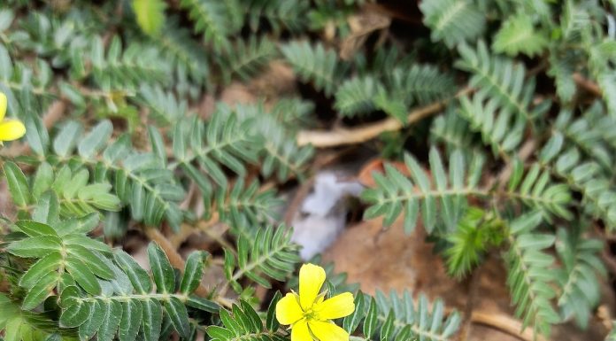 Tribulus terrestris