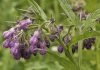Comfrey
