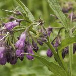 Comfrey