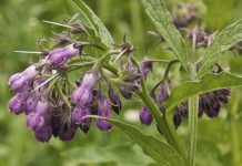 Comfrey