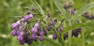 Comfrey