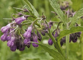Comfrey