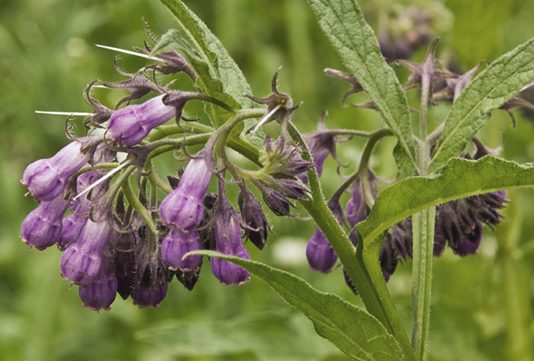 Comfrey