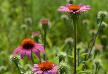 Echinacea