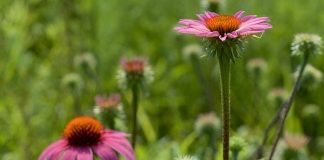 Echinacea