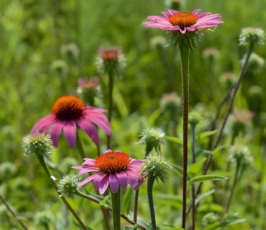 Echinacea