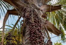 Aguaje