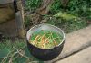 Ayahuasca