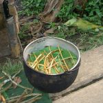 Ayahuasca