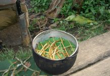 Ayahuasca
