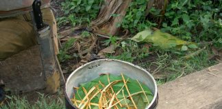 Ayahuasca