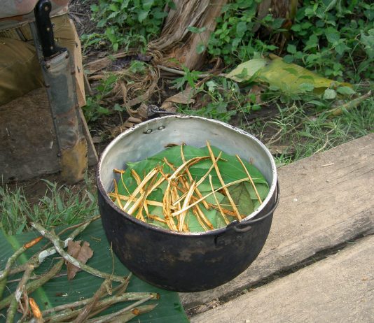 Ayahuasca