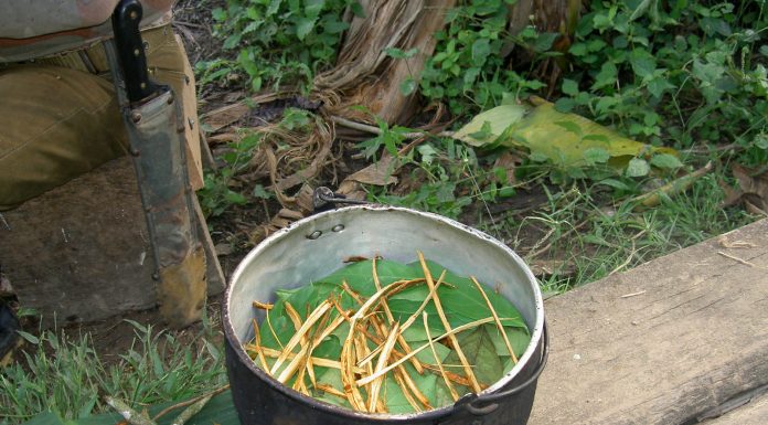Ayahuasca