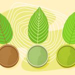 Typy kmenů a účinky Kratomu