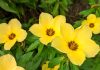 Damiána (Turnera diffusa)