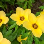 Damiána (Turnera diffusa)