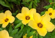 Damiána (Turnera diffusa)