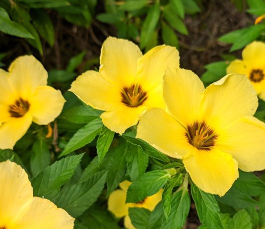 Damiána (Turnera diffusa)