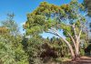 Eukalyptus
