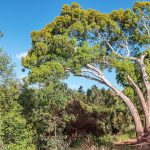 Eukalyptus