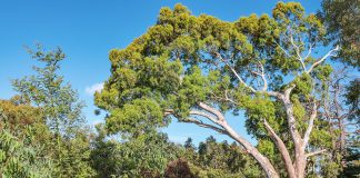 Eukalyptus