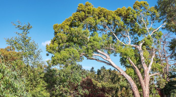 Eukalyptus