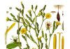 Locika (lactuca virosa)