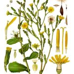 Locika (lactuca virosa)