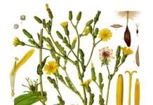 Locika (lactuca virosa)