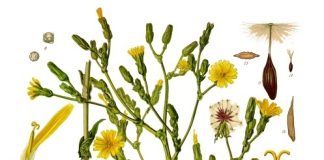 Locika (lactuca virosa)