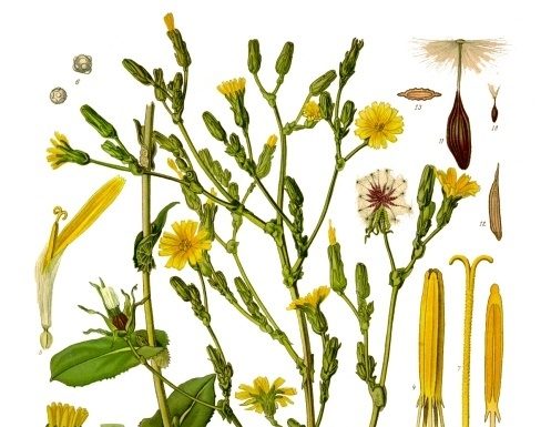 Locika (lactuca virosa)