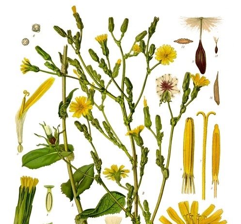 Locika (lactuca virosa)