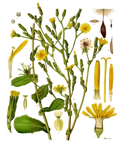 Lactuca_virosa_-_Kohler–s_Medizinal-Pflanzen-213
