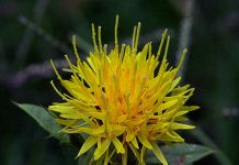 Světlice barvířská