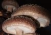 Shiitake