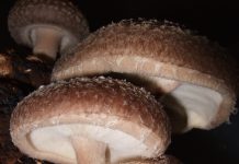 Shiitake