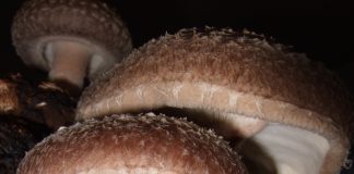 Shiitake
